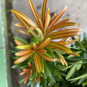 Tùng Búp Đỏ Phượng Hoàng – Cao 40cm, Giá 120K/Cây Đẹp Sang Trọng