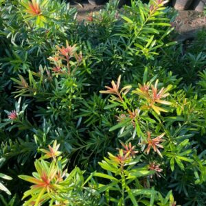 Tùng Búp Đỏ Tứ Quý – Cao 30–40cm, Giá 120K/Cây Đẹp Chuẩn