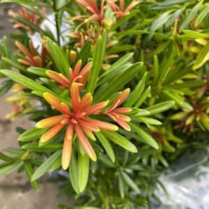 Tùng Búp Đỏ Tứ Quý – Cao 30–40cm, Giá 120K/Cây Đẹp Chuẩn