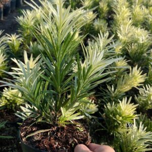 Tùng Cẩm Thạch Cây Zin – Cao 20–30cm, Giá Chỉ 150K/Cây Đẹp Chuẩn 5 Tùng Cẩm Thạch Cây Zin – Cao 20–30cm, Giá Chỉ 150K/Cây Đẹp Chuẩn