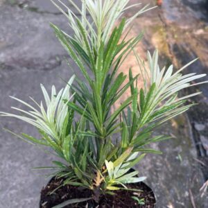 Tùng Cẩm Thạch Cây Zin – Cao 20–30cm, Giá Chỉ 150K/Cây Đẹp Chuẩn 6 Tùng Cẩm Thạch Cây Zin – Cao 20–30cm, Giá Chỉ 150K/Cây Đẹp Chuẩn