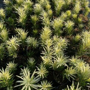 Tùng Cẩm Thạch Cây Zin – Cao 20–30cm, Giá Chỉ 150K/Cây Đẹp Chuẩn 7 Tùng Cẩm Thạch Cây Zin – Cao 20–30cm, Giá Chỉ 150K/Cây Đẹp Chuẩn