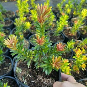 Tùng Kim Cương Búp Đỏ Lá Nhỏ – Cây Cảnh Mini Đẹp, Giá Chỉ 80K/Cây (Cao 10–20cm) 10 Tùng Kim Cương Búp Đỏ Lá Nhỏ – Cây Cảnh Mini Đẹp, Giá Chỉ 80K/Cây (Cao 10–20cm)