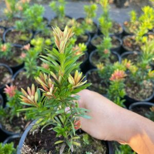 Tùng Kim Cương Búp Đỏ Lá Nhỏ – Cây Cảnh Mini Đẹp, Giá Chỉ 80K/Cây (Cao 10–20cm) 9 Tùng Kim Cương Búp Đỏ Lá Nhỏ – Cây Cảnh Mini Đẹp, Giá Chỉ 80K/Cây (Cao 10–20cm)