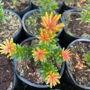 Tùng Kim Cương Búp Đỏ Lá Nhỏ – Cây Cảnh Mini Đẹp, Giá Chỉ 80K/Cây (Cao 10–20cm) 8 Tùng Kim Cương Búp Đỏ Lá Nhỏ – Cây Cảnh Mini Đẹp, Giá Chỉ 80K/Cây (Cao 10–20cm)