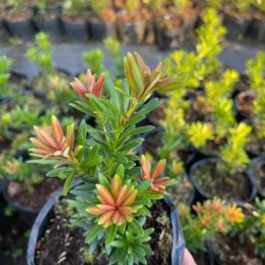 Tùng Kim Cương Búp Đỏ Lá Nhỏ – Cây Cảnh Mini Đẹp, Giá Chỉ 80K/Cây (Cao 10–20cm) 7 Tùng Kim Cương Búp Đỏ Lá Nhỏ – Cây Cảnh Mini Đẹp, Giá Chỉ 80K/Cây (Cao 10–20cm)