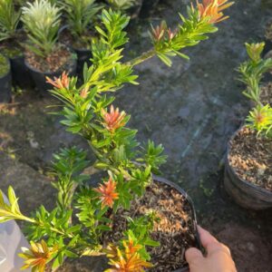 Tùng Kim Cương Búp Đỏ Dáng Long (Cây Ghép) – Bonsai Nghệ Thuật, Giá 450K/Cây (Cao 40–60cm)