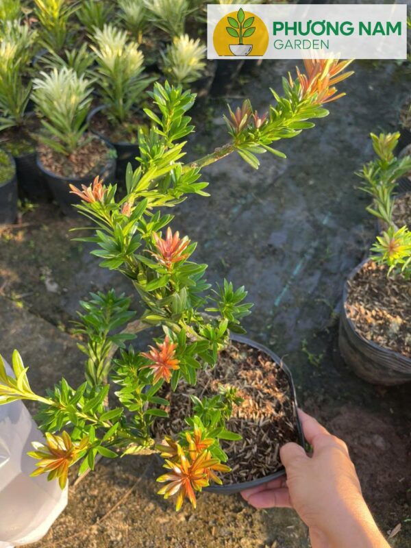 Tùng Kim Cương Búp Đỏ Dáng Long (Cây Ghép) – Bonsai Nghệ Thuật, Giá 450K/Cây (Cao 40–60cm)