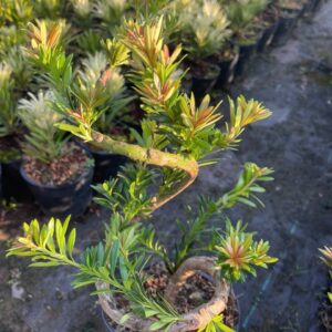 Tùng Kim Cương Búp Đỏ Dáng Long (Cây Ghép) – Bonsai Nghệ Thuật, Giá 450K/Cây (Cao 40–60cm)