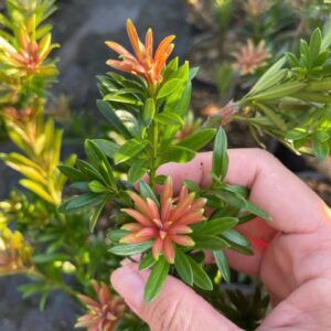 Tùng Kim Cương Búp Đỏ Dáng Long (Cây Ghép) – Bonsai Nghệ Thuật, Giá 450K/Cây (Cao 40–60cm)