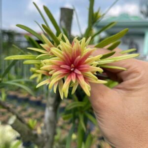 Tùng Ngũ Sắc – Cao 20–30cm, Giá 70K/Cây Đẹp Lạ 8 Tùng Ngũ Sắc – Cao 20–30cm, Giá 70K/Cây Đẹp Lạ