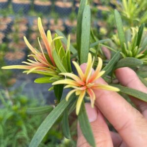 Tùng Ngũ Sắc – Cao 20–30cm, Giá 70K/Cây Đẹp Lạ 7 Tùng Ngũ Sắc – Cao 20–30cm, Giá 70K/Cây Đẹp Lạ