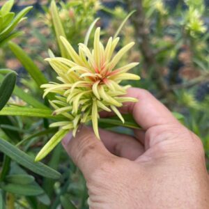 Tùng Ngũ Sắc – Cao 20–30cm, Giá 70K/Cây Đẹp Lạ 6 Tùng Ngũ Sắc – Cao 20–30cm, Giá 70K/Cây Đẹp Lạ