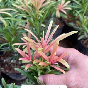Tùng Ngũ Sắc – Cao 20–30cm, Giá 70K/Cây Đẹp Lạ