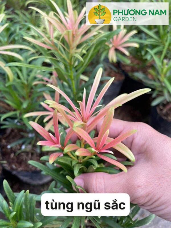 Tùng Ngũ Sắc – Cao 20–30cm, Giá 70K/Cây Đẹp Lạ