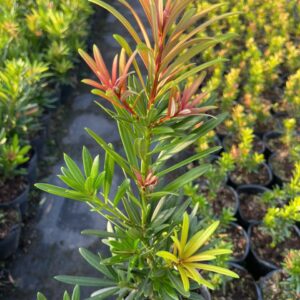 Tùng Nhật Búp Đỏ – Búp Lá Non Đỏ Rực Rỡ, Đẹp Như Hoa