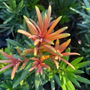 Tùng Nhật Búp Đỏ – Búp Lá Non Đỏ Rực Rỡ, Đẹp Như Hoa