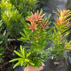 Tùng Nhật Búp Đỏ – Búp Lá Non Đỏ Rực Rỡ, Đẹp Như Hoa