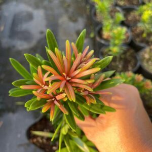 Tùng Nhật Búp Đỏ – Búp Lá Non Đỏ Rực Rỡ, Đẹp Như Hoa