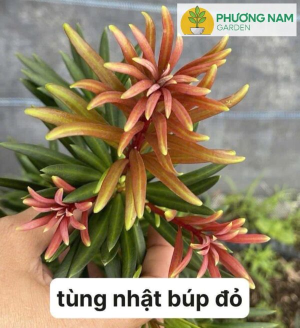 Tùng Nhật Búp Đỏ – Búp Lá Non Đỏ Rực Rỡ, Đẹp Như Hoa