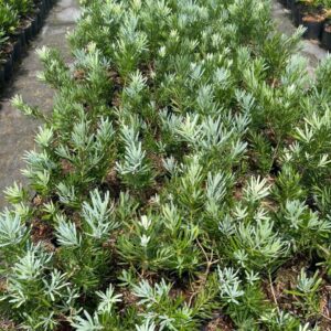 Tùng Tuyết – Cao 30cm, Giá 150K/Cây Đẹp Thanh Tao